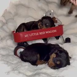 Rottweiler Puppies