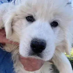 Pyrenees puppies