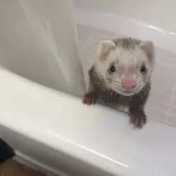 ferrets