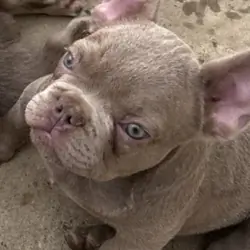 Frenchie