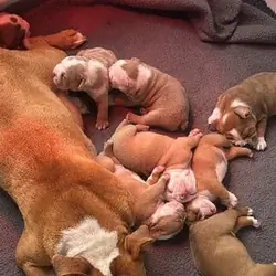 Puppies