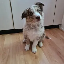 Border Collie Puppy
