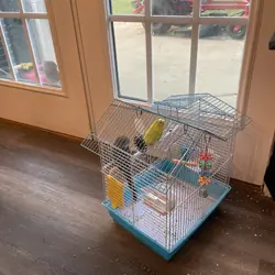 Parakeets