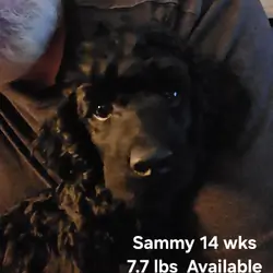 2 Miniature poodle Black male puppies