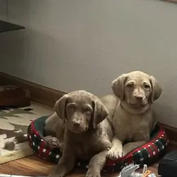 Chesapeake bay retriever puppies