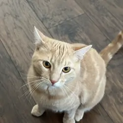 Free Male cat w/extras