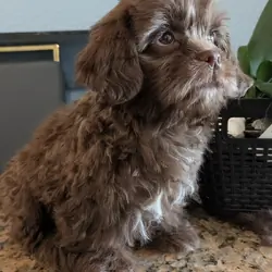 Ckc hypoallergenic fluffy Chocolate boy
