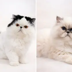 Beautiful affectionate Persian male