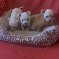 Pure breed Chihuahuas