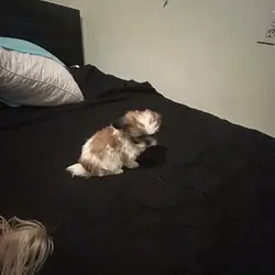 Shih Tzu