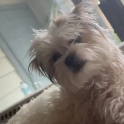 Stella