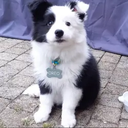 Border Collies