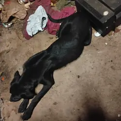 Dog