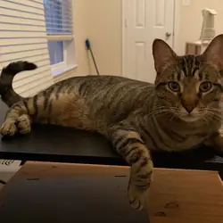 Silver—Brown Shorthair Tabby