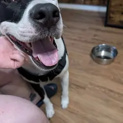 Need to re home my dog