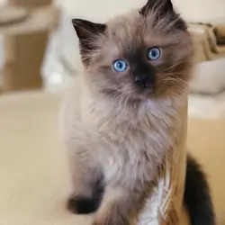 Ragdoll Kitten Aspen