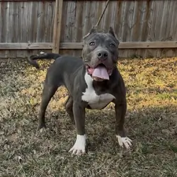Mega (Male Hybrid Bully)