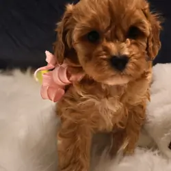 Mini Golden Cavapoo