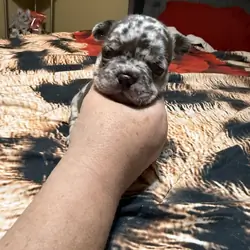 Puppy