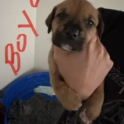 Boxer/Pit Mix Puppies - 4 Weeks – 4 Boys & 2 Girls