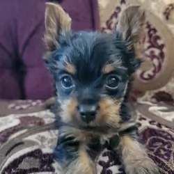 Yorki puppy