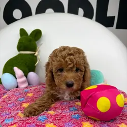 Apricot Female Toy Poodle