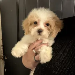 Parti poodle