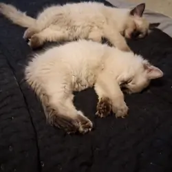 Ragdolls 2 Gorgeous baby females