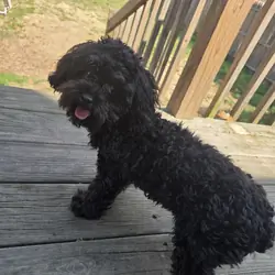 Teacup poodle