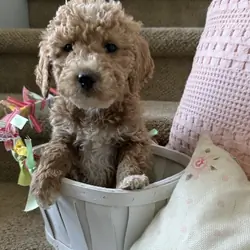 Mini Goldendoodle puppy Max
