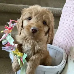 Puppy Miles