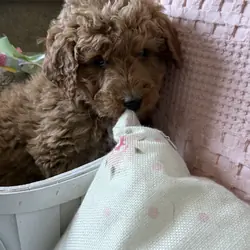 Golden doodle puppy Macie