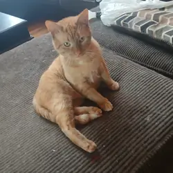 Kittens
