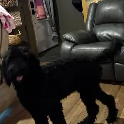 8 month old male Golden Doodle
