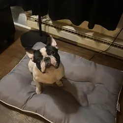 French Bulldog Male