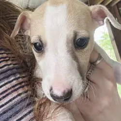 Whippet Puppy Ready for Home