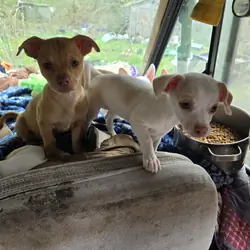 Chihuahua puppies