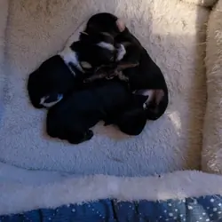 Yorkie puppies