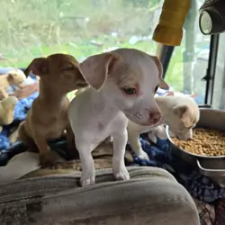 Chihuahua puppjes