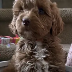 Golden doodle puppy Macho