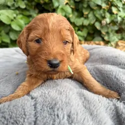 Mini Goldendoodle Puppy