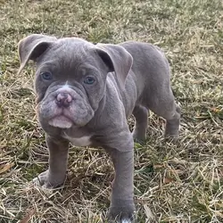 American Bull Staffy (Diesel) - For Sale