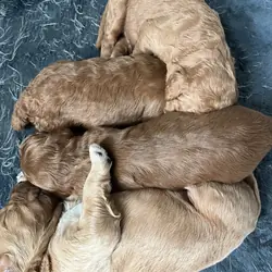 Goldendoodles