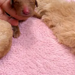 Golden doodle puppies