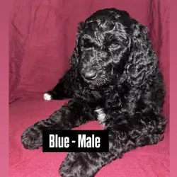 Standard poodle puppies  available 4/18