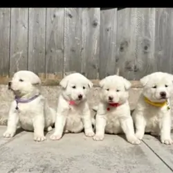 Akita puppys for sale
