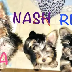 Yorkies