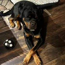 Studding out a purebred Rottweiler