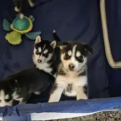 Husky puppies