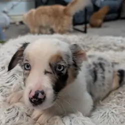 Australian Shepherd
